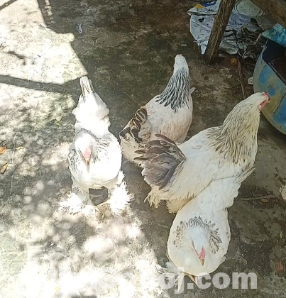 লাইট ব্রাহমা মোরগ মুরগি বিক্রয় হবে।